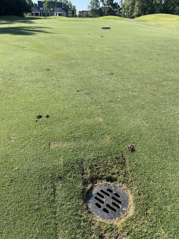 The Dye Club at Barefoot Resort Fairway Drainage Metal Grate Installation